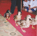 Peabody Ducks